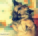 Діана Ставка фотография #13 (источник - https://vk.com/id166687039)