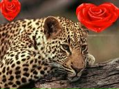 Аліна Ярова фотография #17 (источник - https://vk.com/id135163092)