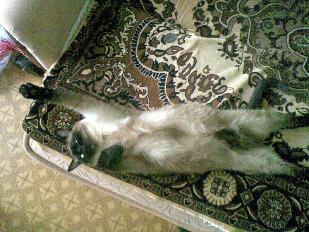 Дмитрий Багаев фотография #35