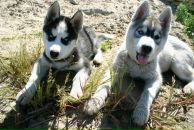 Кларіца Гозаш фотография #27 (источник - https://vk.com/id150888255)