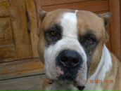 Фотография Voronkov Artem