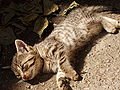Саша Кошіль фотография #20 (источник - https://vk.com/id75812679)