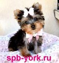 Діашка Мілашка фотография #40 (источник - https://vk.com/id167460790)