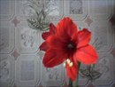 Марія Апарату фотография #26 (источник - https://vk.com/id169903135)