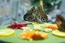 Фотография Вериго Евгении
