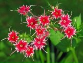 Вікторія Бряник фотография #19 (источник - https://vk.com/id74058022)