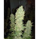 Сергей Ковтунов фотография #13 (источник - https://vk.com/id131704540)