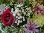 Фотография Алексеевой Любови