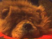 Фотография Довбни Марии