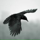 Фотография Иванько Григория