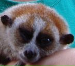 Фотография Ленина Олега