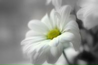 Фотография Чистяков Сергей