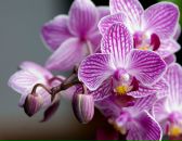 Фотография Зориной Людмилы