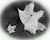 Фотография Давыдова Дмитрия