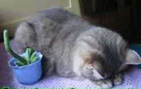 Фотография Ворон Татьяны