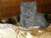 Дима Петухов фотография #33 (источник - https://vk.com/id2730252)