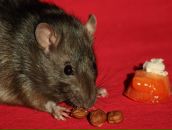 Фотография Александровича Никиты