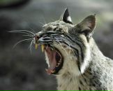 Фотография Никитиной Ирины