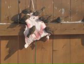 Сергей Богачев фотография #2 (источник - https://vk.com/id60253868)