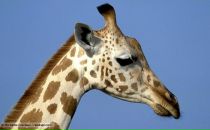 Ольга Меніович фотография #6 (источник - https://vk.com/id616095)