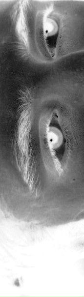 Ro Man фото №1