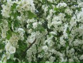 Фотография Зверевой Людмилы