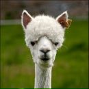 Фотография Авакян Катерины