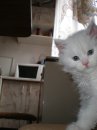 Бєлий Белов фотография #22 (источник - https://vk.com/id59422584)