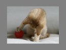 Наташа Романова фотография #6 (источник - https://vk.com/id1560604)