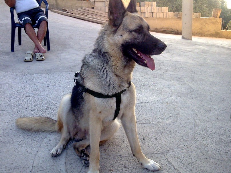 Karim Masaad фотография #27