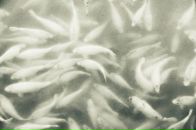 Фотография Агашковой Лизы