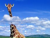 Фотография Кучеренко Инны