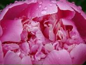 Фотография Сергеевич Алексей