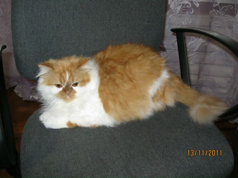 Диана Лавриненко фотография #36