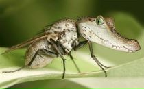 Фотография Махно Нестора