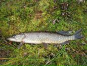 Дмитрий Махин фотография #35 (источник - https://vk.com/id4420455)