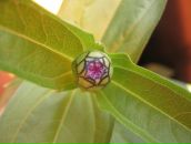 Фотография Кузьмин Арсений