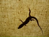 Дмитрий Селентьев фотография #30 (источник - https://vk.com/id418168)