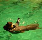 Фотография Сергеевой-Симиковой Нелли