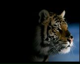 Фотография Гагарина Сергея