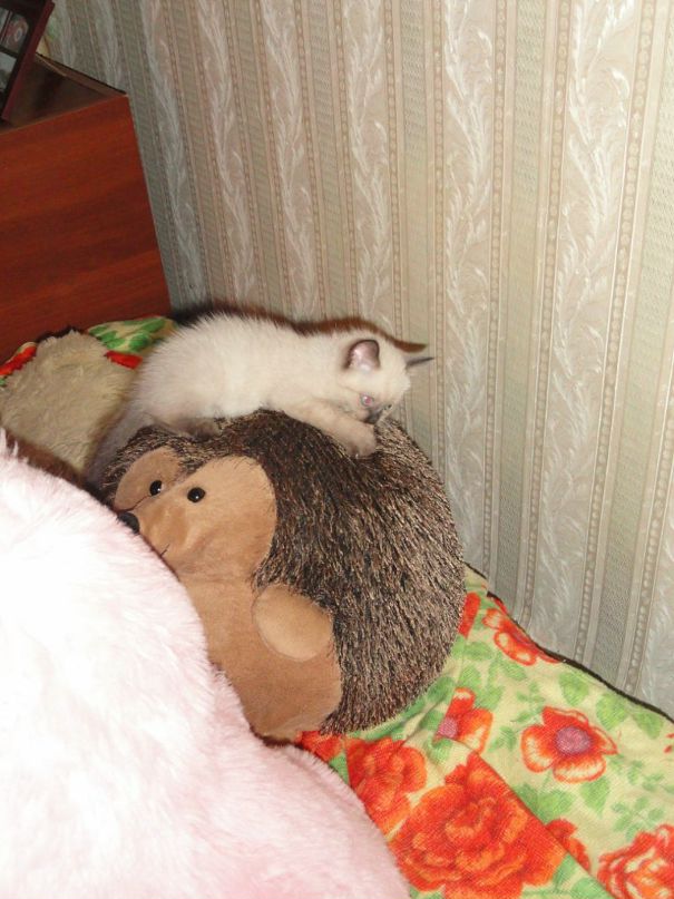 Стас Олейник фотография #41