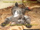 Станислав ... фотография #20 (источник - https://vk.com/id14570168)