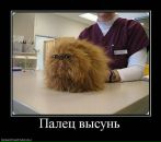 Юрій Панулинець фотография #9 (источник - https://vk.com/id125506457)