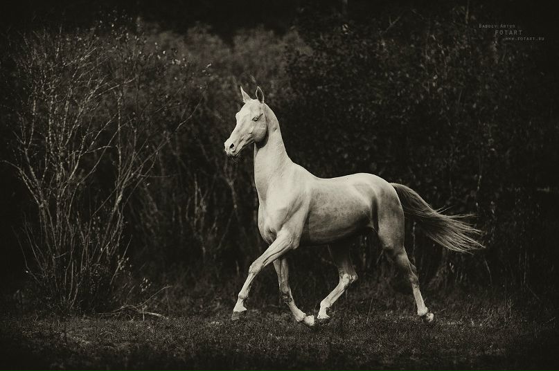 Рустам Чотчаев фотография #13