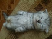 Фотография Солод Елены