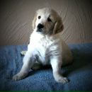 Діма Шевчук фотография #46 (источник - https://vk.com/id42200010)