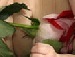 Іванна Чос фотография #25 (источник - https://vk.com/id137066790)