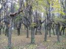 Робін Гуд фотография #15 (источник - https://vk.com/id91958165)
