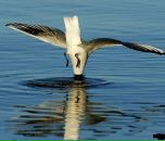 Фотография Карнаухова Максима