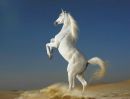 Іван Козак фотография #7 (источник - https://vk.com/id170256241)